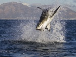 Gran salto de un tiburón en plena caza