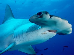 Postal: Tiburón martillo gigante