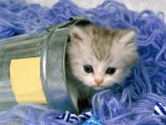 Gatito dentro de un cubo
