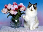 Gato junto a un jarrón con flores