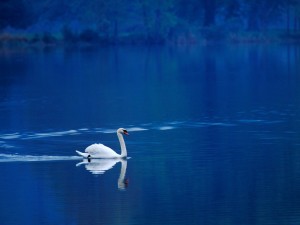 Cisne solitario en un lago azúl