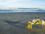 Cangrejo amarillo caminando sobre la arena