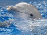 Delfín asomando la cabeza fuera del agua