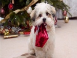 Perrito blanco llevando un regalo de Navidad