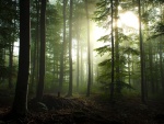 La espesura del bosque filtrando la luz del sol