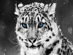 Leopardo de las nieves con ojos azules
