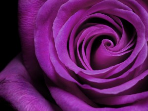 Postal: Rosa de color púrpura