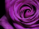 Rosa de color púrpura