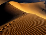 Huellas en la arena del desierto