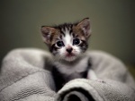 Gatito sobre una toalla
