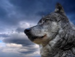 Lobo bajo un cielo gris
