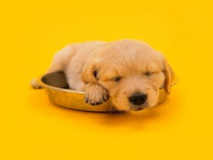 Postal: Cachorro dormido sobre su plato de comida