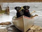 Dos perros en un kayak
