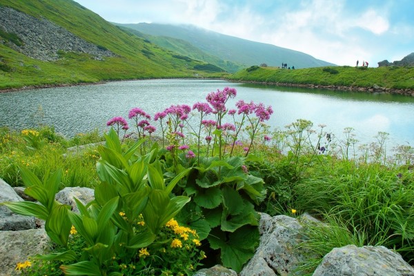 Lago y flores silvestres en los montes Cárpatos