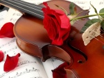 Un violín y una rosa