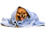 Perrito envuelto en una toalla
