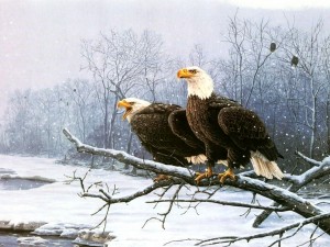 Pareja de águilas cerca de un río nevado