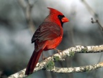 Cardenal rojo en una rama