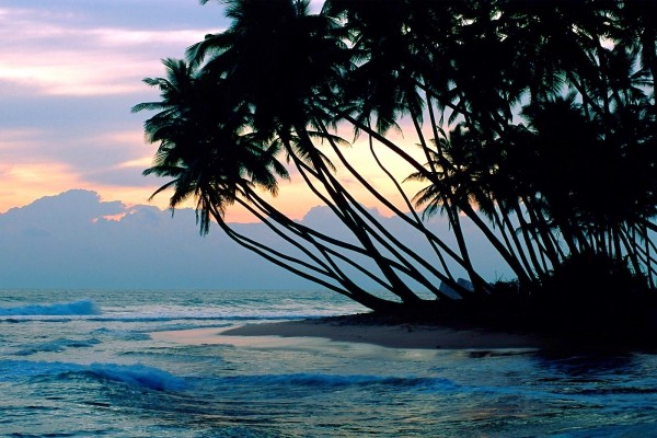 Palmeras en una playa de Colombo, Sri Lanka
