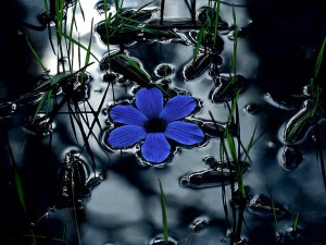 Flor azul flotando en una charca