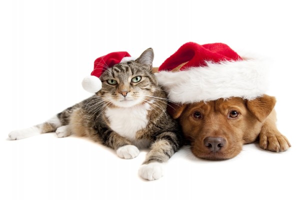 Gato y perro celebrando la Navidad juntos