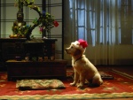 Perro esperando a Papá Noel