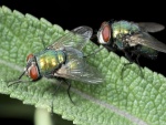 Dos moscas verdes