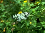 Mariposa blanca y negra sobre una flor amarilla