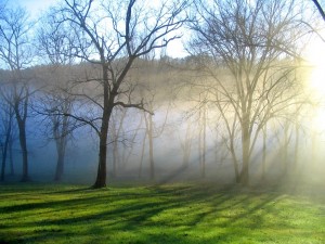 Postal: Niebla cubriendo los árboles en invierno