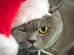 Gato vestido de Papá Noel y guiñando un ojo