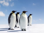 Cuatro pingüinos emperador