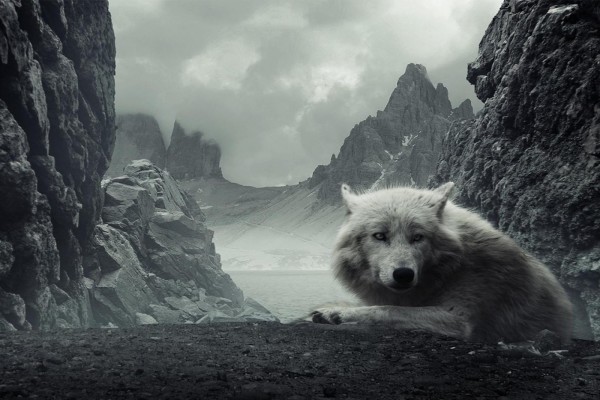 Un lobo blanco en las montañas