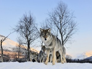 Manada de lobos en la nieve