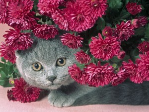 Un gato gris escondido tras unos crisantemos