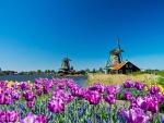 Molinos de viento y flores silvestres en Holanda
