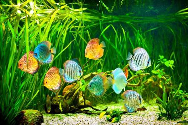 Acuario con peces disco de colores