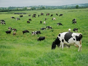 Vacas pastando libremente en el campo