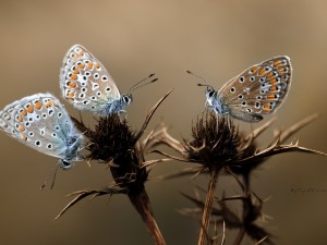 Postal: Hermosas mariposas