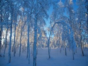 Postal: Un bosque nevado a las afueras de Kiruna, Suecia