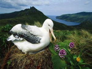 Albatros real (Diomedea epomophora)