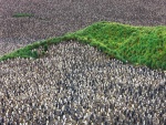 Una colonia de pingüinos rey