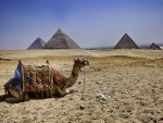 Camello frente a las Pirámides de Egipto