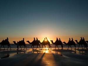 Caravana de camellos por la playa al amanecer