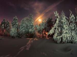 Postal: Pinos nevados en un día oscuro