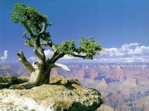 Postal: Árbol coronando el Gran Cañón (Arizona)