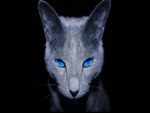 Gato negro de ojos azules