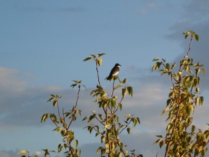 Postal: Pájaro en la rama de un árbol