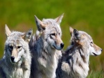 Tres lobos grises