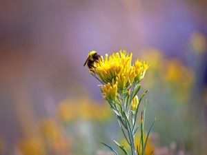 Postal: Abeja recogiendo polen de una flor amarilla