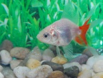 Fantail (goldfish)